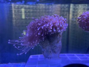 [ коралл ] желтый head фонарь коралл tsutsu maru - na коралл (Euphyllia yaeyamaensis)7