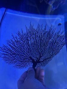 [ коралл ]isobana цвет : черный 