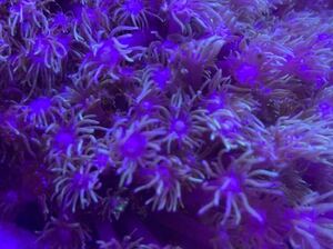 【サンゴ】ハナガササンゴ Flower pot coral(Goniopora lobata)