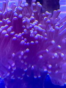 [ coral ] yellow head torch coral tsutsu maru is na coral (Euphyllia yaeyamaensis)2