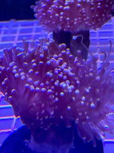 [ coral ] yellow head torch coral tsutsu maru is na coral (Euphyllia yaeyamaensis)3