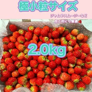 極小粒サイズ　約2.0kg　紅ほっぺ　いちご 