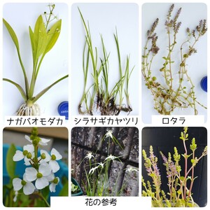 ビオトープの定番の水草3種　ナガバオモダカ　シラサギカヤツリ　ロタラ　　送料無料！