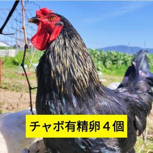 チャボ有精卵４個売り