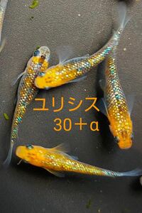 ユリシス　メダカの卵　有精卵30個＋α(5個以上)