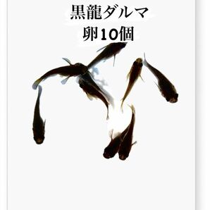 オロチ系　黒龍ダルマめだか　卵10個