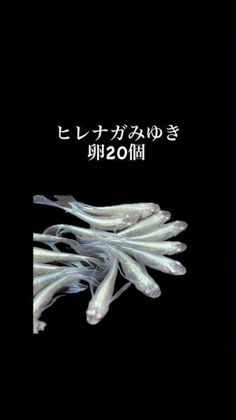 ヒレナガみゆきメダカ　卵20個