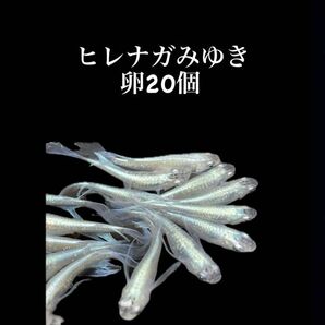 ヒレナガみゆきメダカ　卵20個