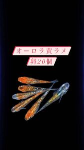 オーロラ黄ラメめだか　卵20個