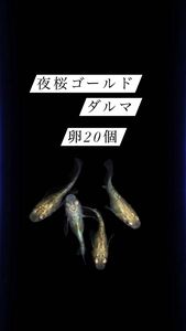 夜桜ゴールドだるま　めだか　卵20個