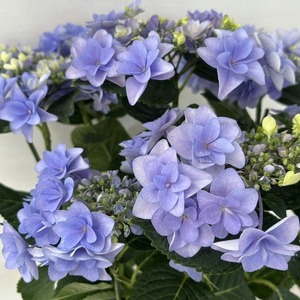 ●アジサイ●　ポージィブーケ　ララ　ブルー　あじさい　紫陽花　5号鉢　鉢植えアジサイ