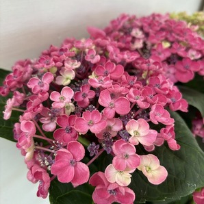 ●アジサイ● 華あられ あじさい 紫陽花 5号鉢 鉢植えアジサイの画像3