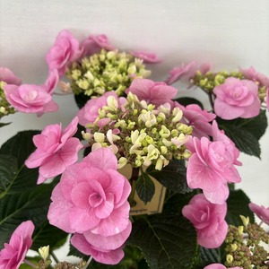 ●アジサイ●　リリールー　ピンク　あじさい　紫陽花　5号鉢　鉢植えアジサイ