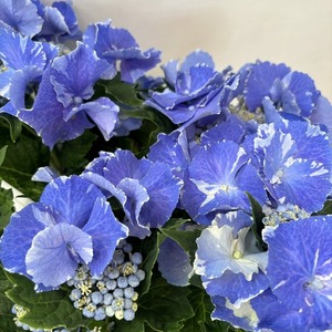 ●アジサイ●　スターリットスカイ　あじさい　紫陽花　5号鉢　鉢植えアジサイ