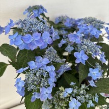 ●アジサイ●　藍姫　あじさい　紫陽花　5号鉢　鉢植えアジサイ_画像1