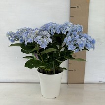 ●アジサイ●　ユーミーパッション　あじさい　紫陽花　5号鉢　鉢植えアジサイ_画像6