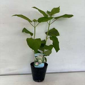●アジサイ●　アナベル　あじさい　紫陽花　3.5号鉢　鉢植えアジサイ
