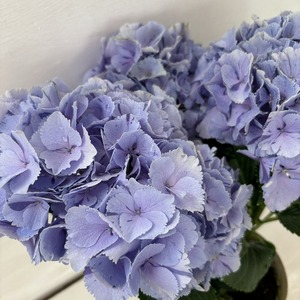 * hydrangea * Splash .... purple . flower 4 number pot potted plant hydrangea 