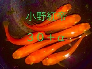 【小野紅帝】有精卵30個＋α