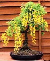 激レア！！■優美な耐寒シャワーツリー！！■Golden chain 種子10粒！ Laburnum anagyroides　 γ **ц**　⑦_画像3