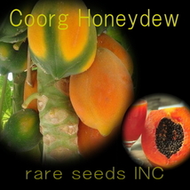 ■美味芳醇パパイヤ クールグ ハニーデュー Coorg Honeydew Papaya 種子10粒+説明ラベル付き　 ⑫　**ц**_画像1