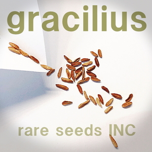 今季新着！■パキポディウム グラキリス 種子50粒 Pachypodium rosulatum var. gracilius θ **ц**　①
