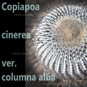 ■新着激レア 孤竜丸 エスメラルダ産! 種子5粒 説明書付き Copiapoa cinerea ver. columna-alba (JN2469) コルムナ アルバ θ **ц** п ④