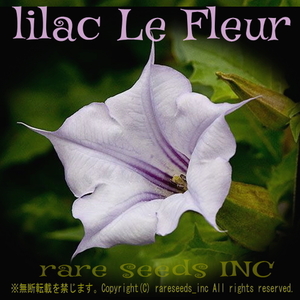 ■激レア Datura Lilac Le Fleur ダチュラ ライラック ルフルール 種子10個＋説明つき　デビルズトランペット　朝鮮朝顔 ⑧　 γ **ц**