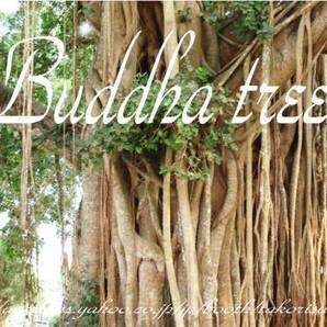 ■ブッダ悟りの菩提樹！！■インド菩提樹 Ficus religiosa 種子１００粒以上 ■ 盆栽に！ ш **ц** ⑮の画像2