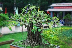 ■ブッダ悟りの菩提樹！！■インド菩提樹 Ficus religiosa 種子１００粒以上 ■ 盆栽に！　ш **ц**　⑮