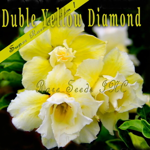 ■レア！傑作黄系八重咲アデニウム ！ダブル イエローダイヤモンド 新鮮種子5粒！Adenium Double Yellow Diamond　②　γ θ **ц**