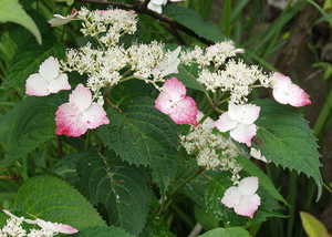 ベニガクアジサイ●紅額紫陽花●山野草・お茶花●