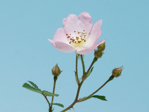 ノバラ小夜姫◆野薔薇●山野草・盆栽添草・高山植物●