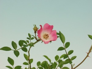 a hippopotamus nano rose .* red flower . rose miyabi* fields and mountains grass * bonsai ..*