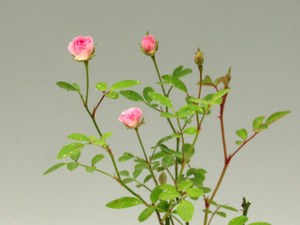 hime rose ...*. rose * fields and mountains grass * bonsai ..*