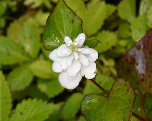 八重ジュウヤク●山野草・庭植え●