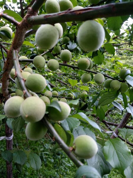 信州産小梅 青梅1.2kg カリカリ梅 梅酒