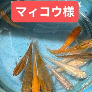 マィコウ様*¨*.MIX有精卵30個＋α、月華有精卵30個＋α