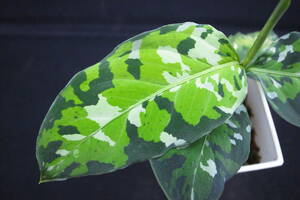 ID便 トリカラー アンダマン諸島 ポートブレア北部地域 Aglaonema pictum Tricolor Burumanica Andaman ブルマニカ Port Blair