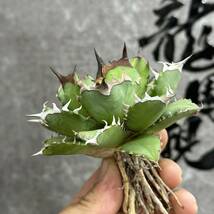 【龍園觀】①No.225 特選 アガベ 多肉植物 チタノタ 姫厳竜 強棘 短葉 厚葉 極上美株_画像8