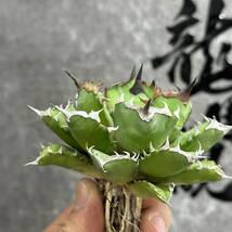 【龍園觀】①No.225 特選 アガベ 多肉植物 チタノタ 姫厳竜 強棘 短葉 厚葉 極上美株_画像5