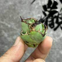 【龍園觀】①No.260 特選 アガベ 多肉植物 チタノタ 蟹 カニ 強棘 極上株_画像3