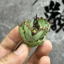 【龍園觀】①No.260 特選 アガベ 多肉植物 チタノタ 蟹 カニ 強棘 極上株_画像2