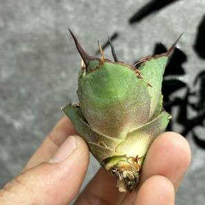 【龍園觀】①No.253 特選 アガベ 多肉植物 チタノタ 芒刺 強棘 極上株 激レア！ 限定株の画像4