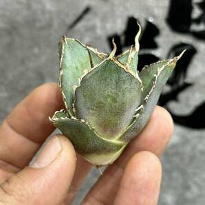 【龍園觀】①No.344 特選 アガベ 多肉植物 チタノタ 白鯨 強棘 極上株の画像8