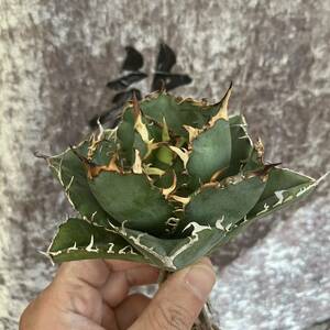 [ dragon ..]①No.359 special selection agave succulent plant chitanota white . a little over . finest quality stock 
