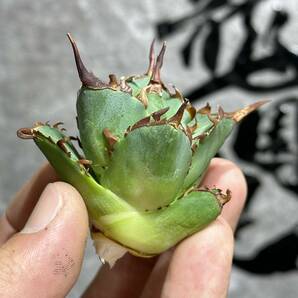 【龍園觀】①No.140 特選 アガベ 多肉植物 チタノタ ハデス Hades 黒帝斯 恐龍牙歯 強棘 極上株 の画像5