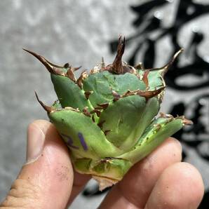 【龍園觀】①No.140 特選 アガベ 多肉植物 チタノタ ハデス Hades 黒帝斯 恐龍牙歯 強棘 極上株 の画像2