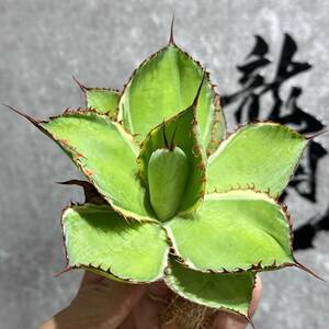 【龍園觀】①No.1154 特選 アガベ 多肉植物 ボビコルヌータ カウズホーン Agave bovicornuta 白覆輪 激レア！