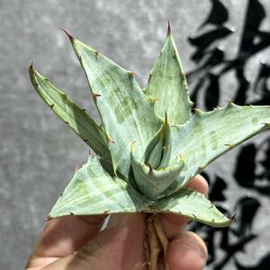 【龍園觀】①No.2139 特選 アガベ 多肉植物 シンプレックス &#34;スノーデビル&#34; Agave deserti v. simplex 'Variegata' Snow Devil